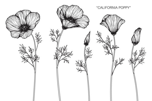 California poppy flower drawing. Hand drawing and sketch California poppy flower. Black and white with line art illustration. california golden poppy stock illustrations