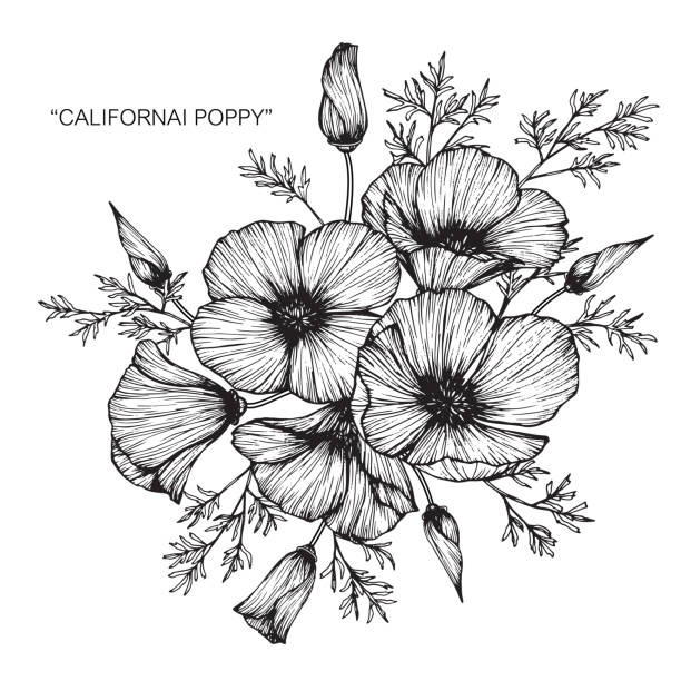 California poppy flower drawing. Hand drawing and sketch California poppy flower. Black and white with line art illustration california golden poppy stock illustrations