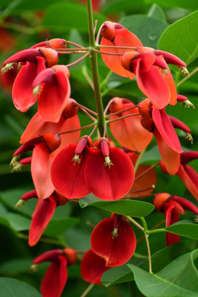 istock Erythrina crista-galli / Coral Tree 862762706