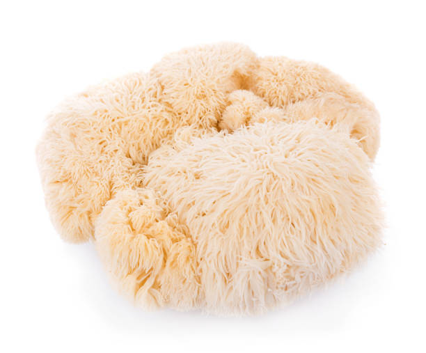 istock lion mane mushroom isolated on white background 862766616