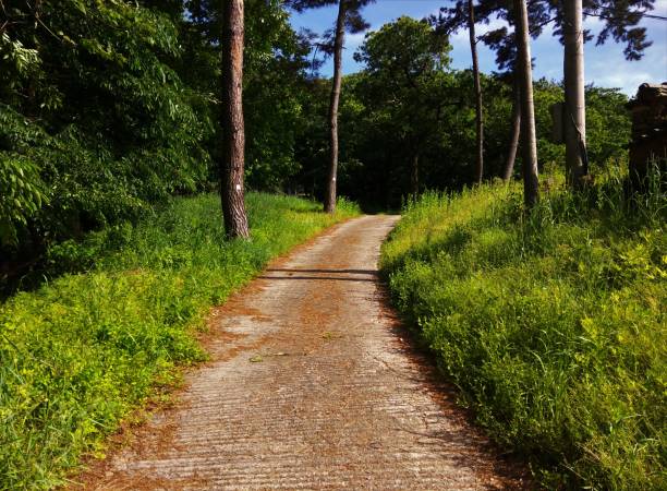 istock Road to a Forrest mountain hiking 862767020