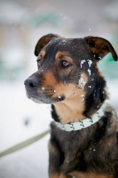 istock Portrait of not purebred dog 862770224