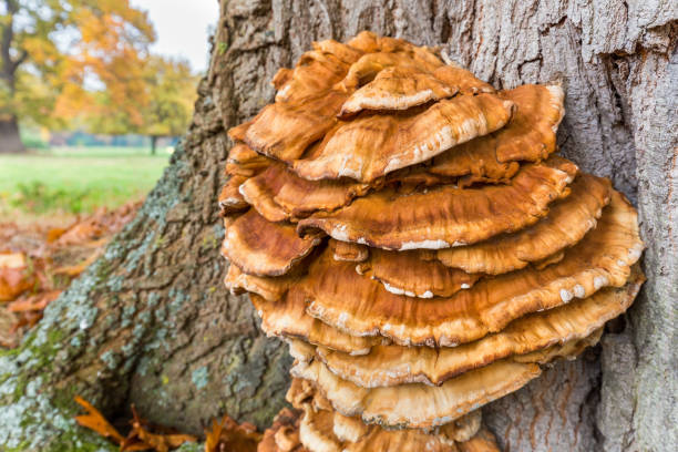 istock Brown mushrooms on oak tree trunk 862770716