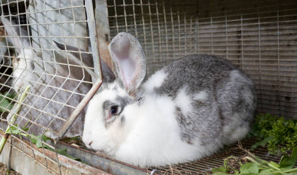 istock Beautiful grey rabbit in a cage. Farm 862773164