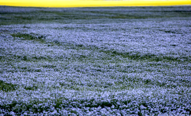 Flax Bloom Blue stock photo