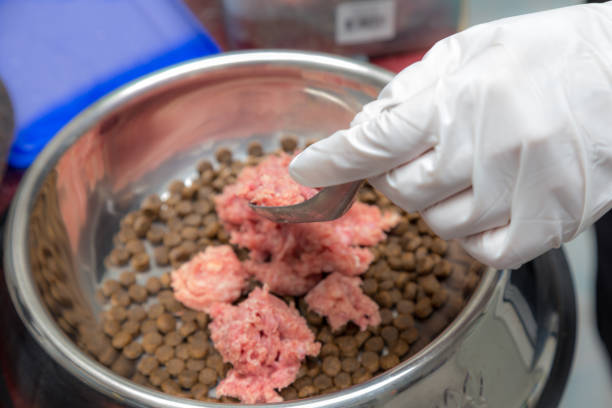istock Mixing dog's food 862773990