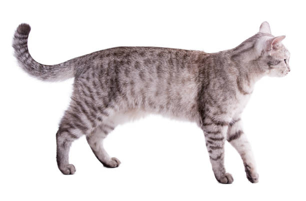 istock Funny striped grey cat isolated on white background 862774454