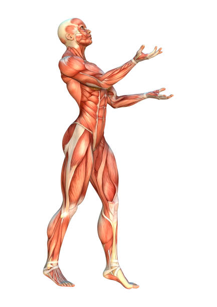 istock 3D rendering female figure with muscle maps on white 862774484