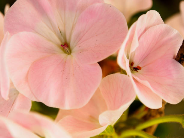 istock flowers of the Garden 862776676