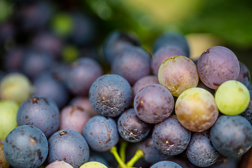 fresh blue grapes in vineyard