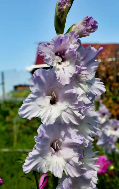 istock light purple gladiolus in bright day light 862777500