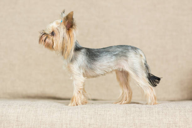 Yorkshire Terrier With A Short Haircut Is On The Couch Stock Photo -  Download Image Now - iStock