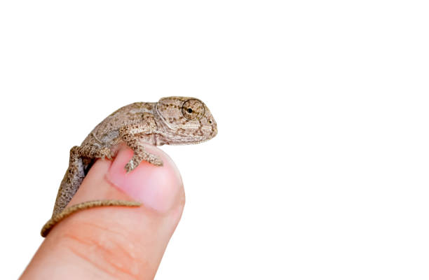 istock Green chameleon at your fingertips 862780282