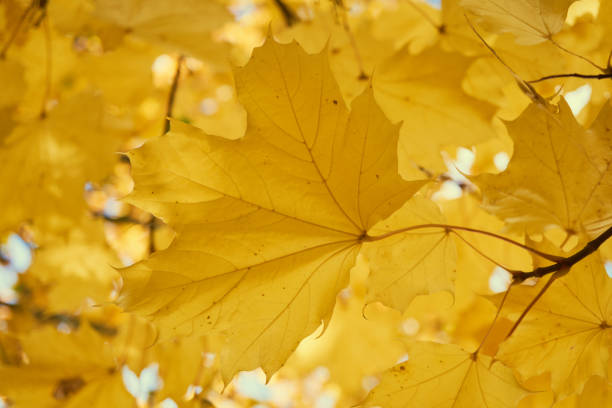 istock Yellow maple leaves in the fall on a blue sky background 862780706