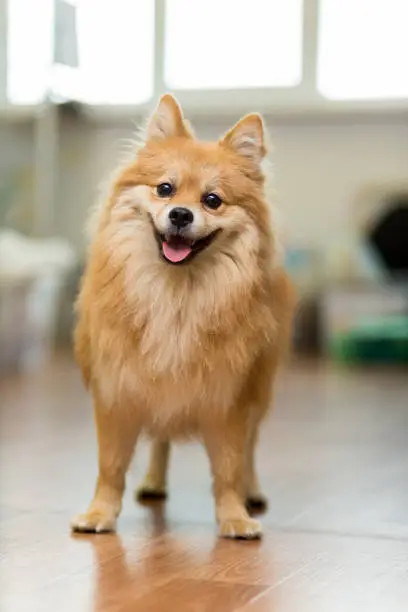 large red-headed Spitz stands on the floor joyfully sticking out his tongue