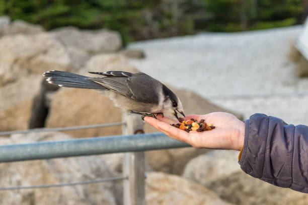 istock Gray Jay eating seeds and nuts from a human hand 862780894