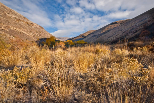 Fall Colors in the Yakima River Canyon The scablands of central Washington with their rolling hillsides and basalt canyons offer some of the most colorful landscapes in the state, especially in the fall. The Yakima River area has many such side canyons. This scene of golden grasses was taken in the Umtanum Creek Canyon near Ellensburg, Washington State, USA. jeff goulden washington state desert stock pictures, royalty-free photos & images
