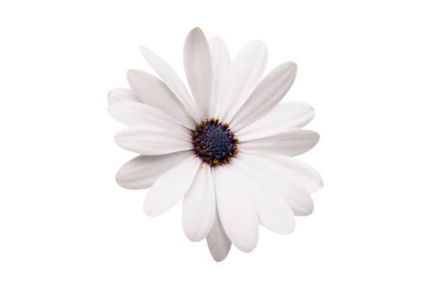 istock Osteosperumum Flower Daisy Isolated on White Background 862783294