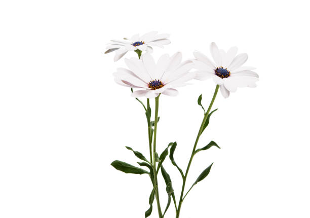 istock Osteosperumum Flower Daisy Isolated on White Background 862783512
