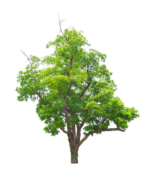 istock Tree isolated on white background with clipping path. The tree is took from around national park area and then die cutting.Can be use to garden design or interior design or any content involve tree. 862785986