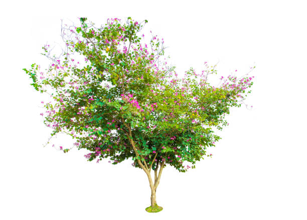istock Tree isolated on white background with clipping path. The tree is took from around national park area and then die cutting.Can be use to garden design or interior design or any content involve tree. 862785996