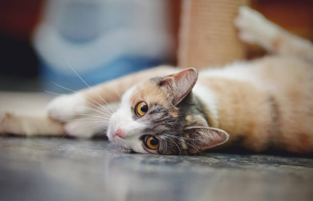 istock Multi-colored cat with yellow eyes, lies on a floor. 862786364