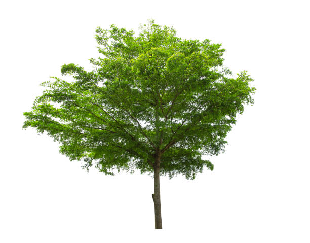 istock Tree isolated on white background with clipping path. The tree is took from around national park area and then die cutting.Can be use to garden design or interior design or any content involve tree. 862786524