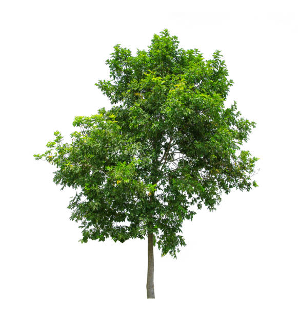 istock Tree isolated on white background with clipping path. The tree is took from around national park area and then die cutting.Can be use to garden design or interior design or any content involve tree. 862786560