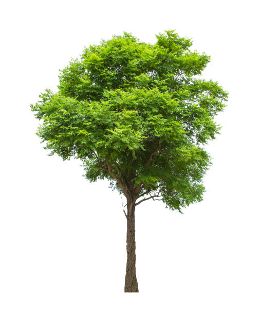 istock Tree isolated on white background with clipping path. The tree is took from around national park area and then die cutting.Can be use to garden design or interior design or any content involve tree. 862786634