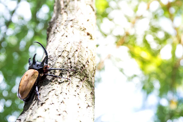 Morimus funereus is a species of beetle in family Cerambycidae or subspecies of Morimus asper. Beautiful thick gray beetle with long whiskers on brown oak bark. Fruska Gora, Serbia, Balkans