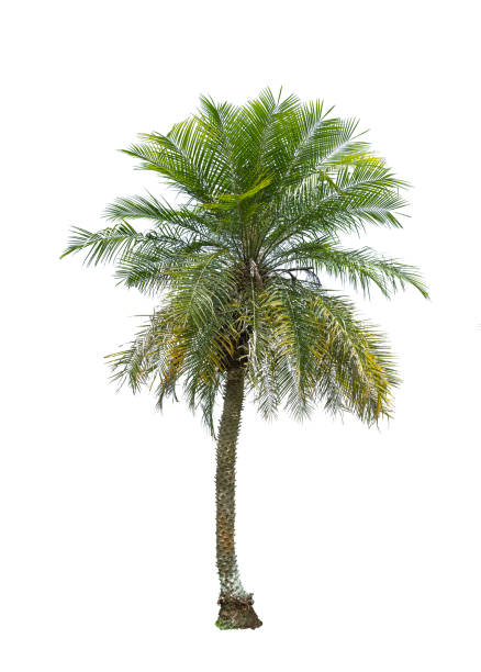 istock Tree isolated on white background with clipping path. The tree is took from around national park area and then die cutting.Can be use to garden design or interior design or any content involve tree. 862789658