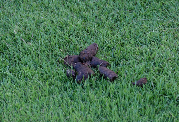 dog stew on grass - indochina soup flag national flag imagens e fotografias de stock