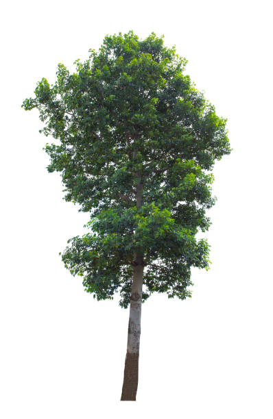 istock Tree isolated on white background with clipping path. The tree is took from around national park area and then die cutting.Can be use to garden design or interior design or any content involve tree. 862790232