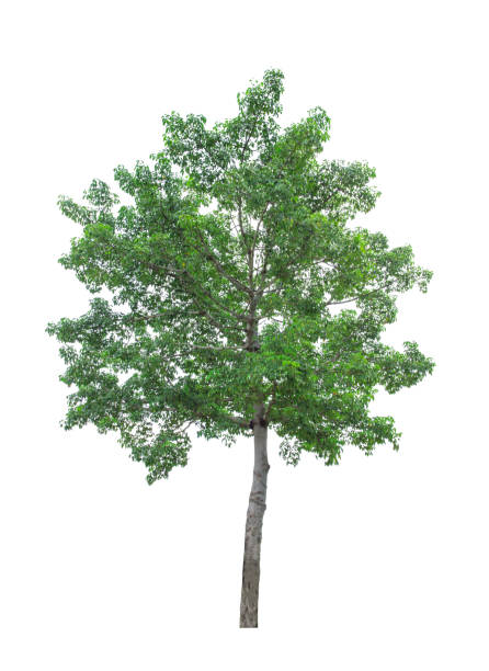 istock Tree isolated on white background with clipping path. The tree is took from around national park area and then die cutting.Can be use to garden design or interior design or any content involve tree. 862790420