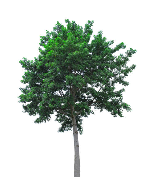 istock Tree isolated on white background with clipping path. The tree is took from around national park area and then die cutting.Can be use to garden design or interior design or any content involve tree. 862790954