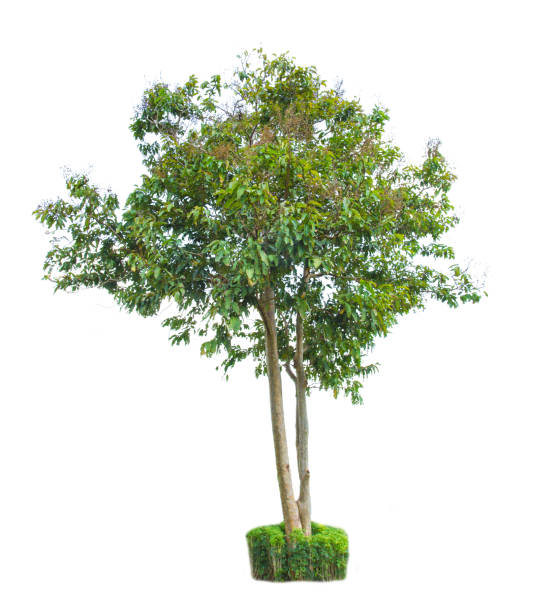 istock Tree isolated on white background with clipping path. The tree is took from around national park area and then die cutting.Can be use to garden design or interior design or any content involve tree. 862791400