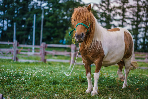 istock Animal Photos 862791860