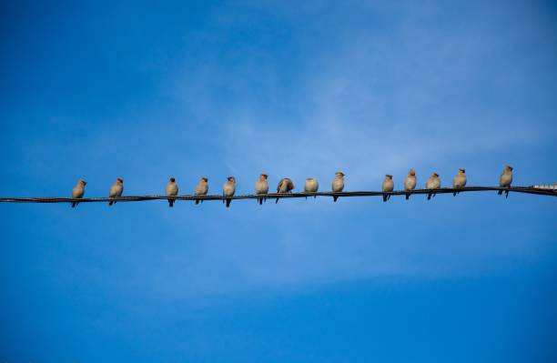 istock Row of birds sitting on a wire 862800418