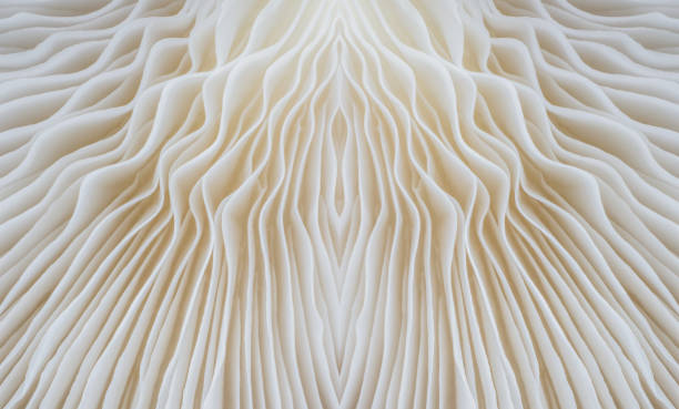istock background macro image of Sajor-caju mushroom 862800730