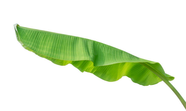 istock banana leaf isolated on white background 862800888