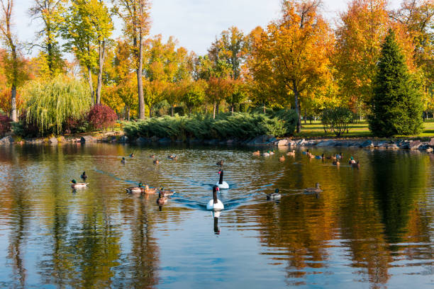 istock Autumn landscape of a pond 862801196