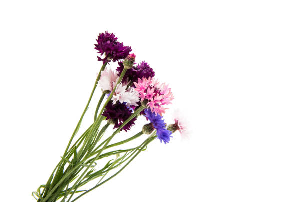 istock A bouquet of cornflowers 862806202