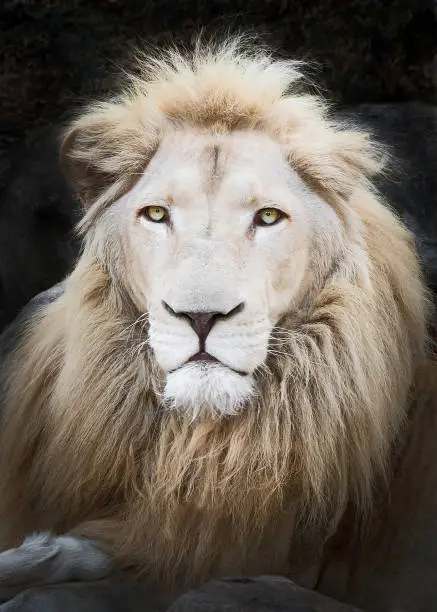 Close up White africa lion