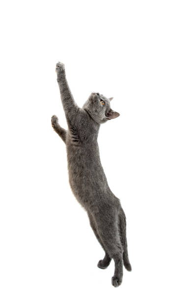 istock British shorthair grey cat isolated 862809118