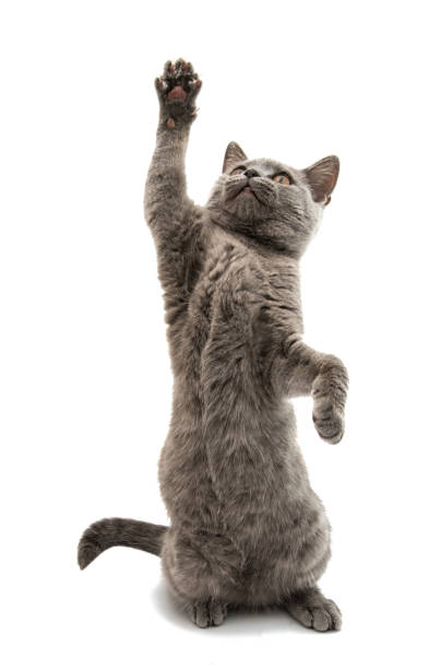 istock British shorthair grey cat isolated 862835912