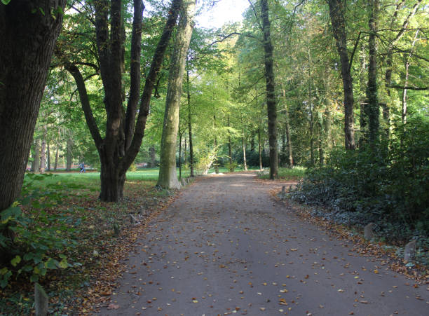 istock Forest Utrechtse heuvelrug in autumn 862869332