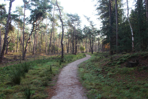 istock Forest Utrechtse heuvelrug in autumn 862879722