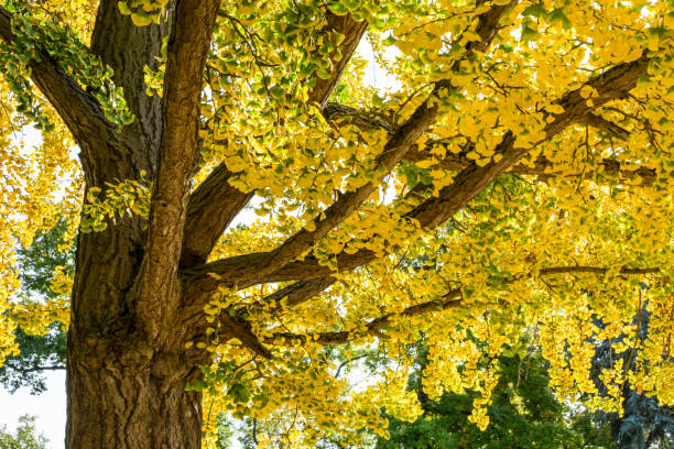 arbre de ginkgo biloba avec des feuilles jaunes en automne - ginkgo tree photos et images de collection