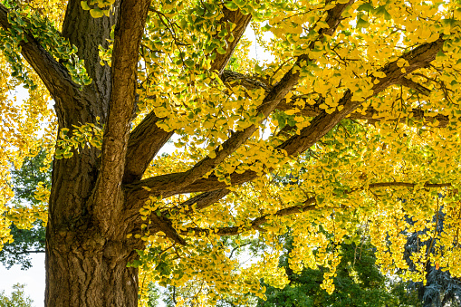 Ginkgo biloba tree with yellow leaves at fall season.