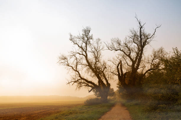 istock two old poplar trees with bare branches at a path next to a field in the misty morning sunrise light,autumn landscape with copy space 862885948